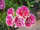 Dianthus chinensis (2010, June 04)