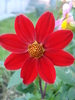 Dahlia Topmix Red (2010, June 04)