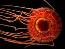 meduza_a96794_a492_alarm-jellyfish