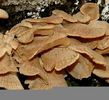 paneluss_querubfungus071127f