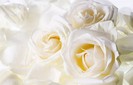 white_roses_wallpaper1024