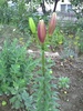 PICT0091