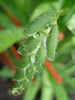 Freesia Bud (2010, May 09)