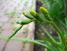 Freesia Bud (2010, May 15)