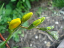 Yellow Freesia (2010, May 20)