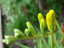 Yellow Freesia (2010, May 21)