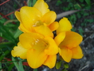 Yellow Freesia (2010, May 28)