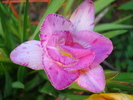 Pink Freesia (2010, June 04)