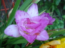 Pink freesia (2010, June 04)