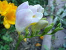 White Freesia (2010, June 05)
