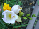 White Freesia (2010, June 05)