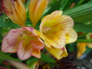 Striped Freesia (2010, June 15)