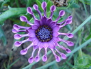 Daisy Nasinga Purple (2010, June 05)