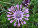 Daisy Nasinga Purple (2010, June 18)