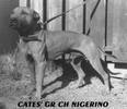 nigerino1