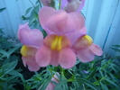 P1040380