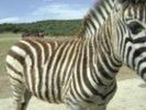 zebra zebra