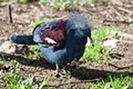 120px-Goura_cristata_-Safari_West_Wildlife_Preserve%2C_California%2C_USA-8d