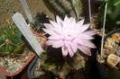 Gymnocalycium asterium