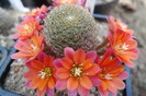 Rebutia x cv Pink Champagne