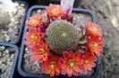 Rebutia x cv Pink Champagne