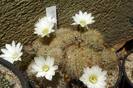 Rebutia x cv Snow White