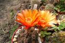 Lobivia arachnacantha, flori portocalii