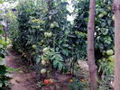 2009