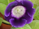 gloxi robertloredana