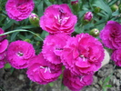 Dianthus x Allwoodii (2010, May 29)