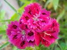 Dianthus chinensis (2010, June 04)
