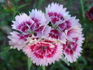 Dianthus chinensis (2010, June 04)