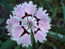 Dianthus chinensis (2010, June 04)