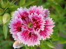 Dianthus chinensis (2010, June 04)