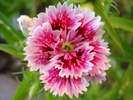 Dianthus chinensis (2010, June 04)