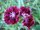 Dianthus chinensis (2010, June 05)