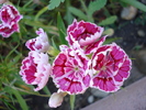 Dianthus chinensis (2010, June 05)