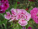 Dianthus chinensis (2010, June 16)