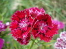 Dianthus chinensis (2010, June 16)