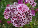 Dianthus chinensis (2010, June 16)