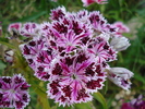 Dianthus chinensis (2010, June 16)