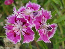 Dianthus chinensis (2010, June 16)
