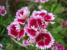 Dianthus chinensis (2010, June 16)