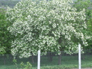 DSCF2449