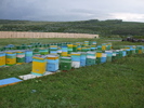 DSCF2452