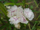 Dianthus chinensis (2010, June 16)