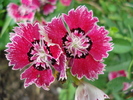 Dianthus chinensis (2010, June 16)