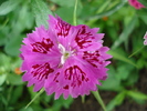 Dianthus chinensis (2010, June 16)
