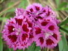 Dianthus chinensis (2010, June 16)