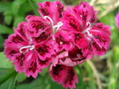 Dianthus chinensis (2010, June 16)